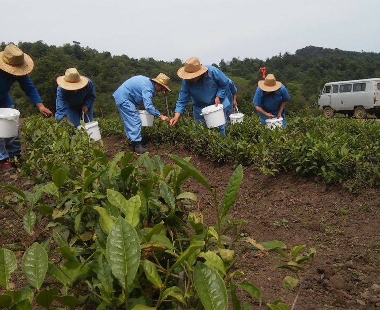 “Azərsun Holdinq” çay yığımına start verib