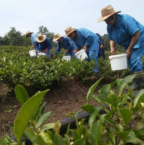 “Azərsun Holdinq” çay yığımına start verib