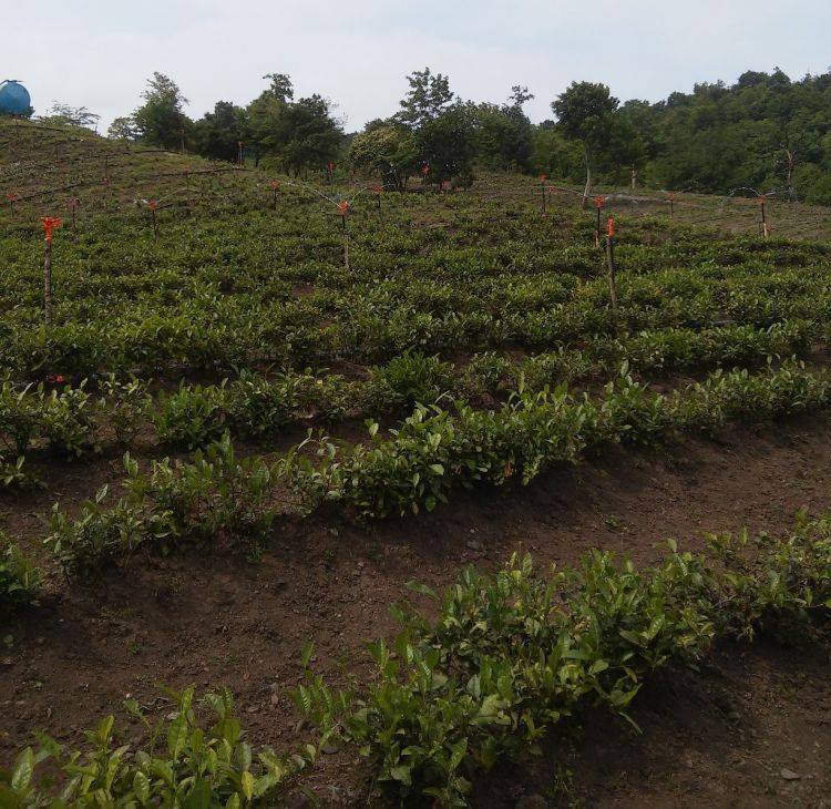 “Azərsun Holdinq” çay yığımına start verib